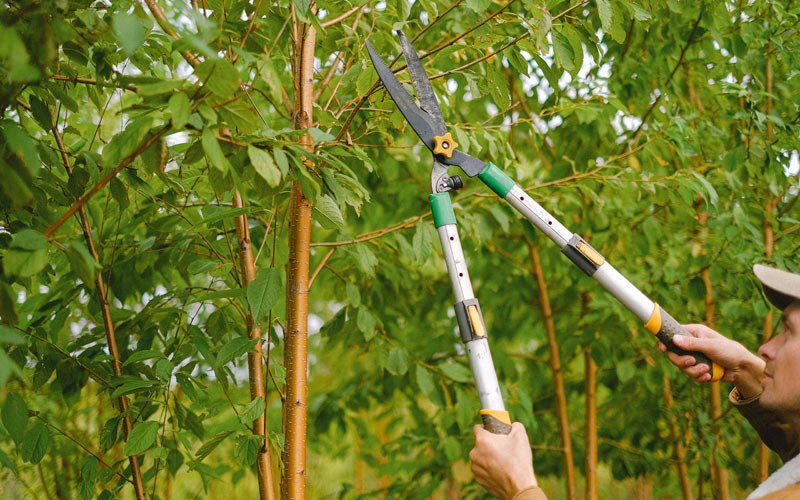 Tree trimming in Stanwood, WA